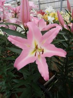 [5219 Okura VZ No01.JPG]